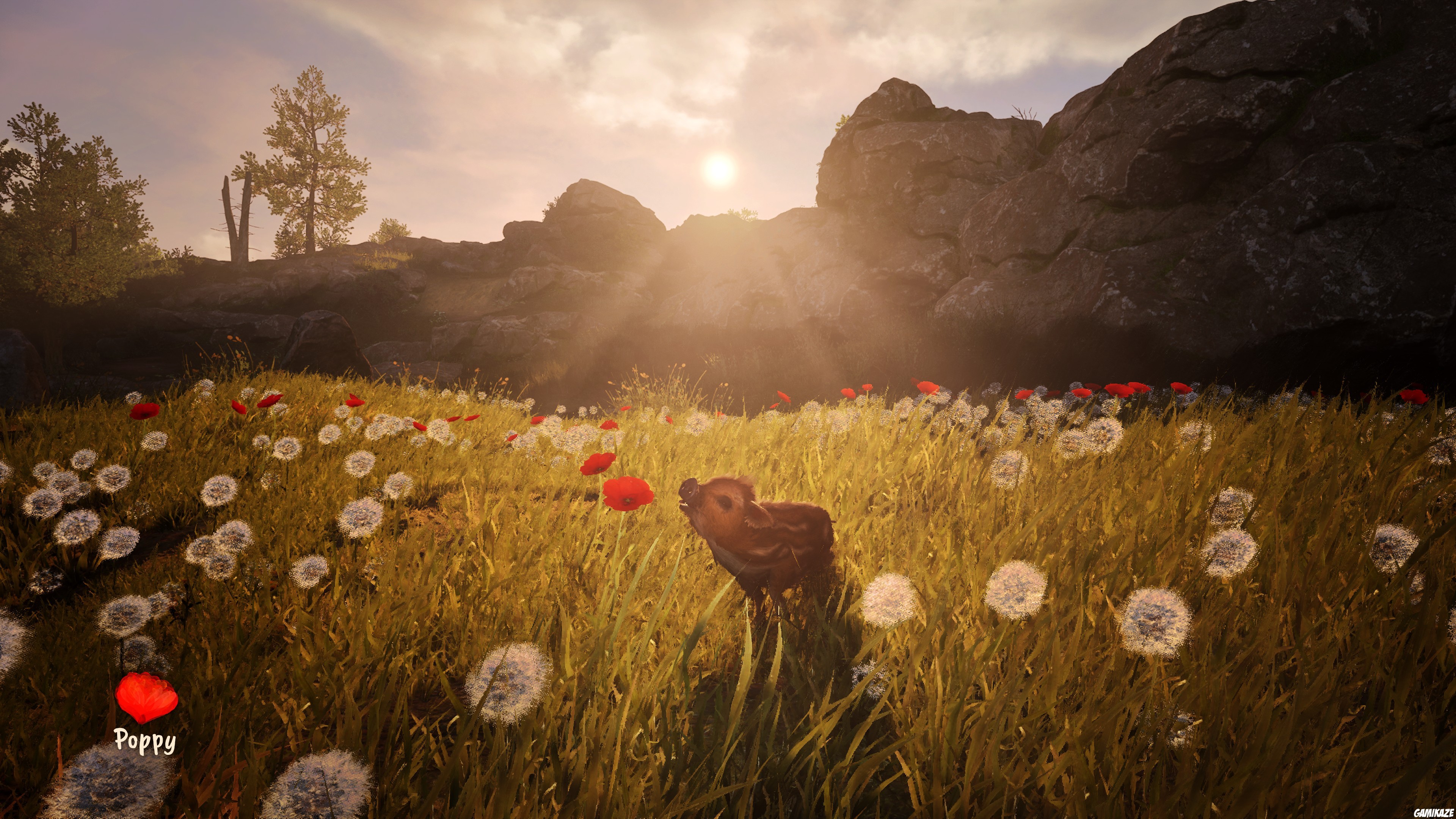 Adorable Adventures