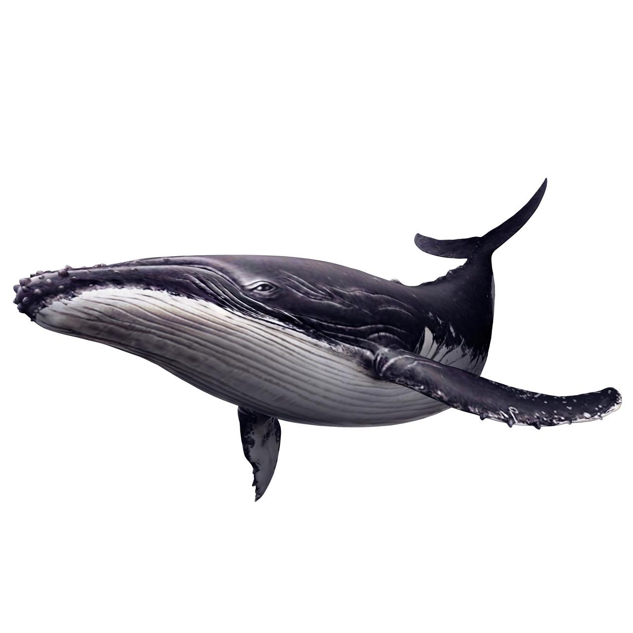 Endless Ocean 2 : Aventuriers des Fonds Marins