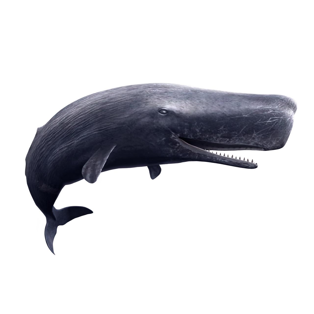 Endless Ocean 2 : Aventuriers des Fonds Marins